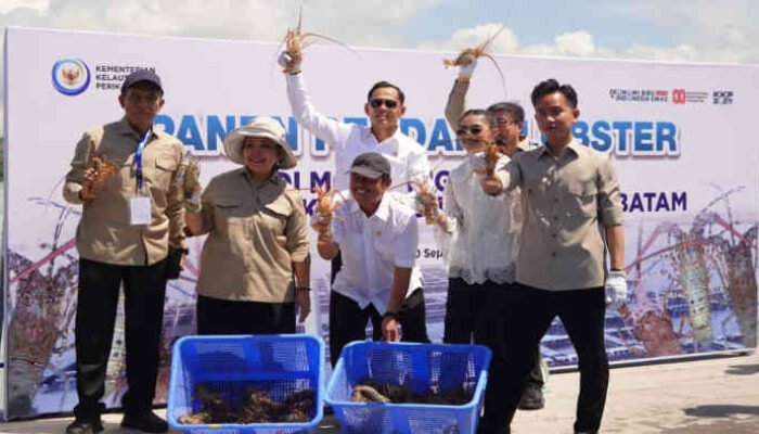 Panen Lobster di Batam: Gibran Pamer Ekonomi Biru, KKP Janji Indonesia Jadi ‘Raja Lobster Dunia’!