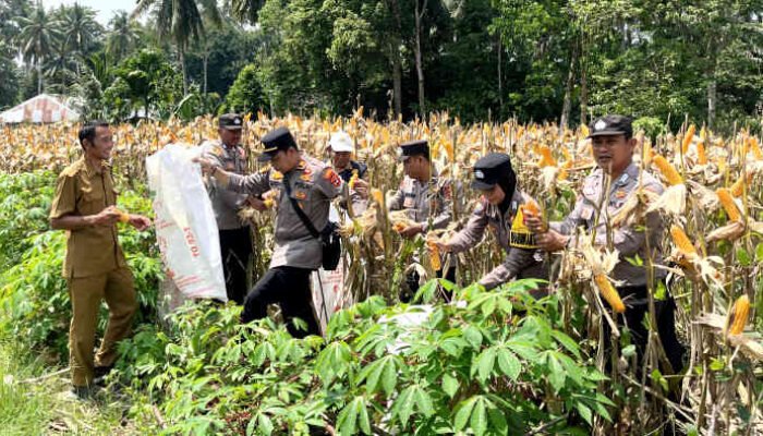 Panen Jagung Poktan Subur Makmur Pekon Wayliwok, Kapolsek Wonosobo Hadir Beri Apresiasi