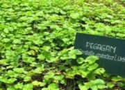 Manfaat Daun Pegagan dan Cara Mengolah