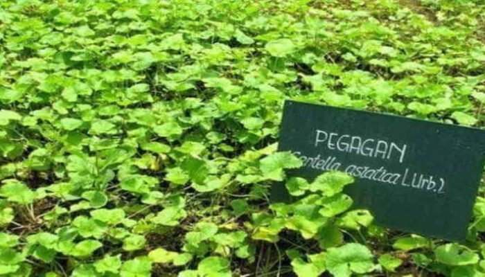 Manfaat Daun Pegagan dan Cara Mengolah