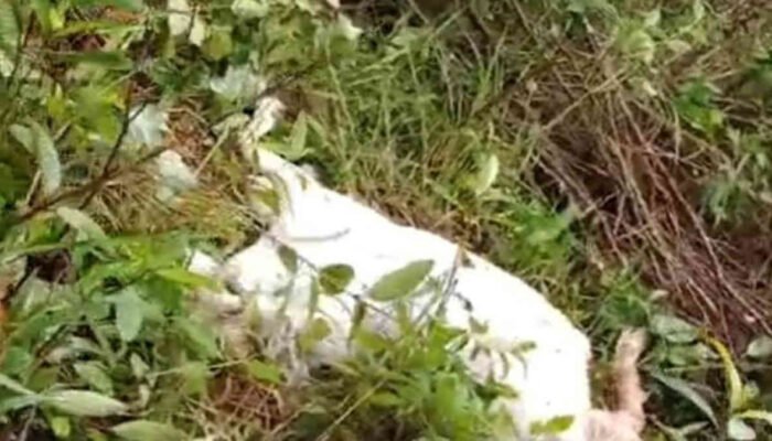 Beruang Lapar Salah Alamat, Dua Kambing Jadi Korban Penculikan di Pematang Sawa