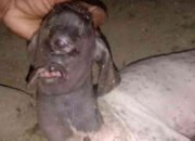 Cyclops Kampung! Kambing Bermata Satu Bikin Heboh, Warga Takut Akhir Zaman Dekat