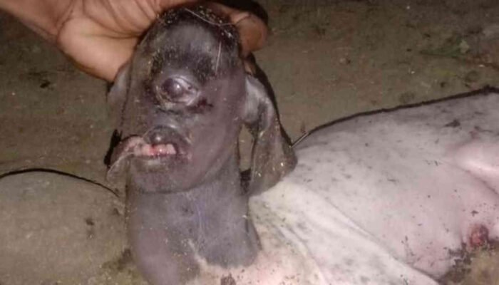 Cyclops Kampung! Kambing Bermata Satu Bikin Heboh, Warga Takut Akhir Zaman Dekat