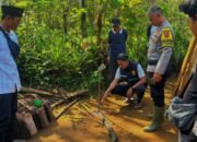 Duel Maut di Cidadap: Ocang vs King Cobra, Keduanya Tewas di Medan yang Sama
