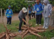 Wow! Inovasi Teknik Sambung dan BBM Hasilkan Varietes Singkong Unggul dengan Produktivitas Diatas Rata-rata Nasional
