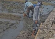 Talud Rp25 Juta Dibangun di Atas Air di Pringsewu: Dana Desa Mengalir Lebih Cepat dari Semen