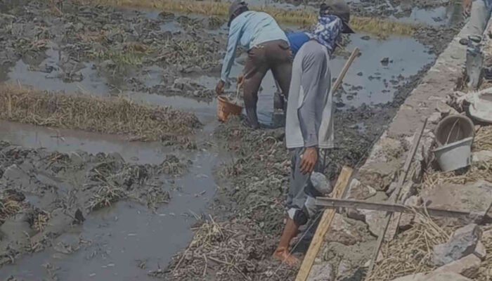 Talud Rp25 Juta Dibangun di Atas Air di Pringsewu: Dana Desa Mengalir Lebih Cepat dari Semen