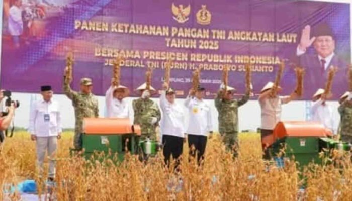 Panen Ketahanan Pangan TNI AL di Prokimal-Kotabumi, Lampung Utara
