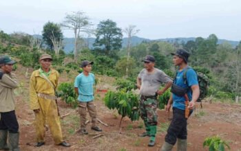 Gajah Liar Mengamuk di Talang Karet Tanggamus, Gubuk Petani Hancur Dirusak