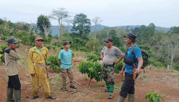 Gajah Liar Mengamuk di Talang Karet Tanggamus, Gubuk Petani Hancur Dirusak