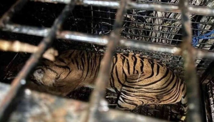 Harimau Sumatra di Lampung Tewas Setelah Benturin Kepala Sendiri di Kandang hingga Pendarahan Otak