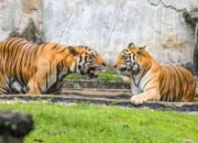 Harimau Ragunan Viral Disebut Kelaparan, Ragunan Bantah: Petugas Pulang Bawa Daging?