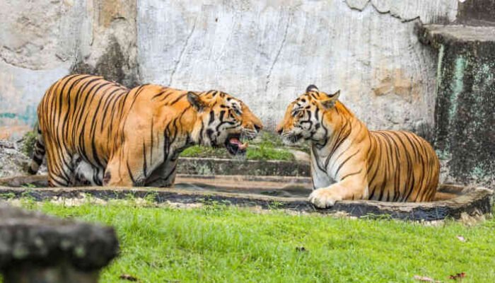 Harimau Ragunan Viral Disebut Kelaparan, Ragunan Bantah: Petugas Pulang Bawa Daging?