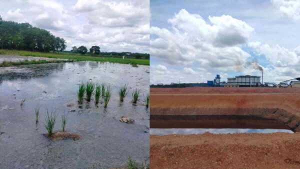 PARAH! Limbah PT PSM 2 Lampung Timur Cemari Kebun dan Sawah Warga, DLH Diminta Turun Gunung
