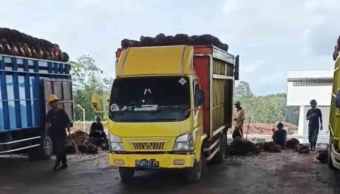 Potongan 6 Rupiah Upah Buruh di PT PSM 2 Gunung Agung Diduga Jadi “Bancakan”