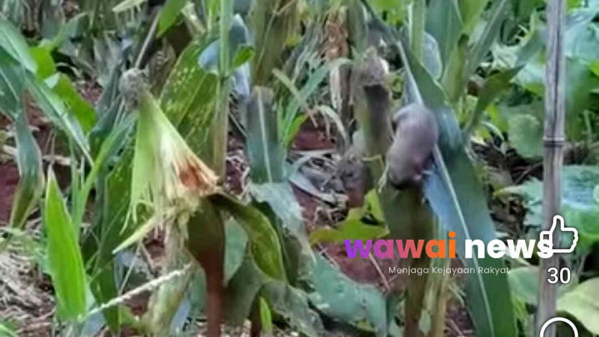 Derita Petani Lampung Timur: Disuruh Tanam Jagung, Dipanen Tikus