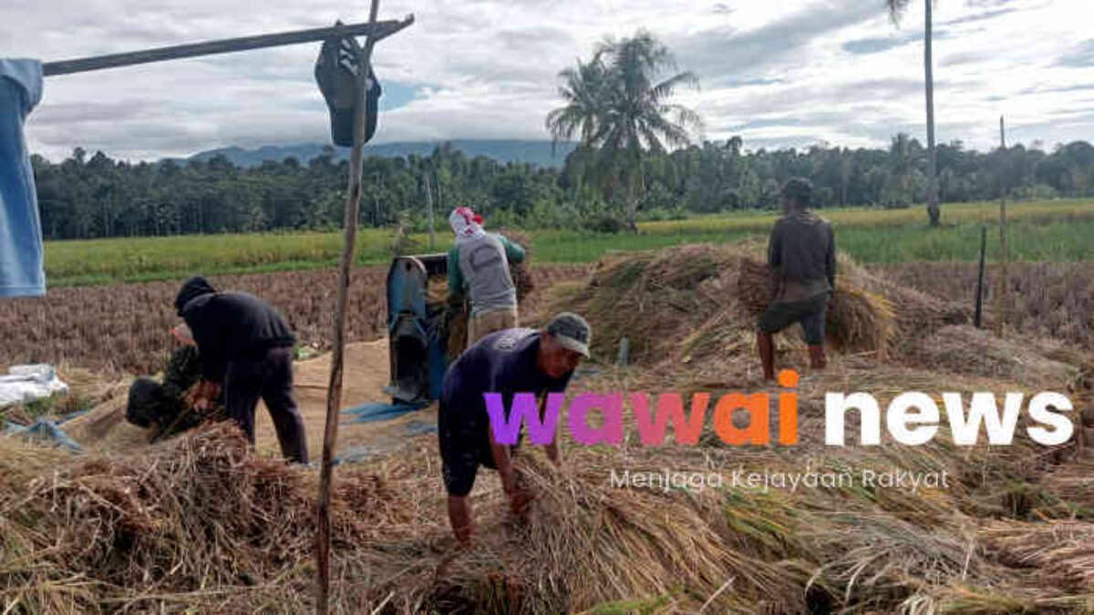 Harga Gabah Anjlok, Petani Sawah di Wonosobo Tanggamus Mengeluh