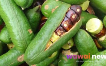 Jejaling (Jaling): Si Jengkol Hutan Beraroma Tajam, Khasiatnya Tak Main-main