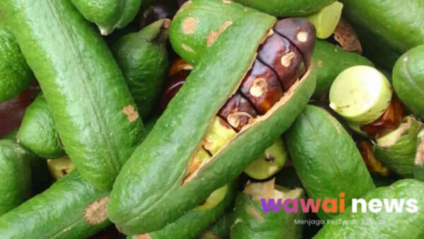 Jejaling (Jaling): Si Jengkol Hutan Beraroma Tajam, Khasiatnya Tak Main-main