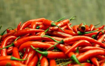 IRT di Labuhan Ratu Disiram Air Cabai, Istri Oknum Kades Dilaporkan ke Polisi