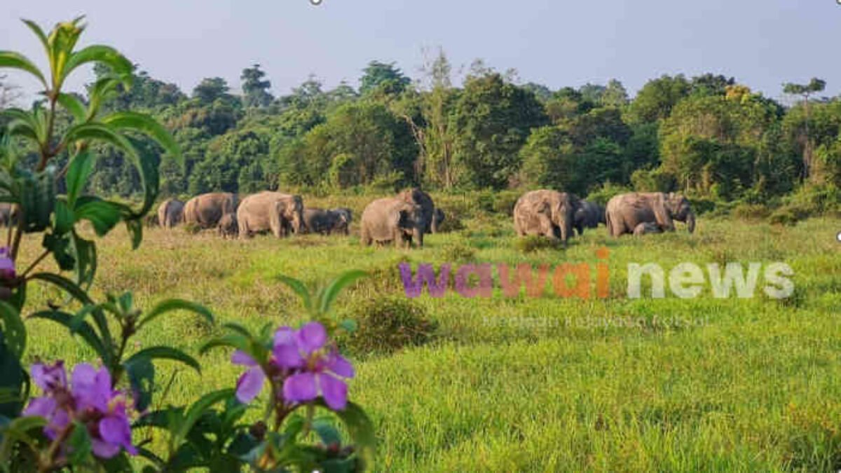 Way Kambas Dipagari, Warga Berharap Tak Lagi Hidup dalam Teror Gajah