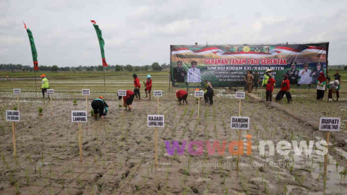 Padi Ditanam Serentak, Lampung Timur Digeber Jadi Benteng Pangan Nasional