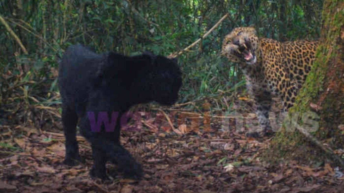 Dua Macan Tutul Jawa Muncul di Bodogol, Alam Masih “Bicara”