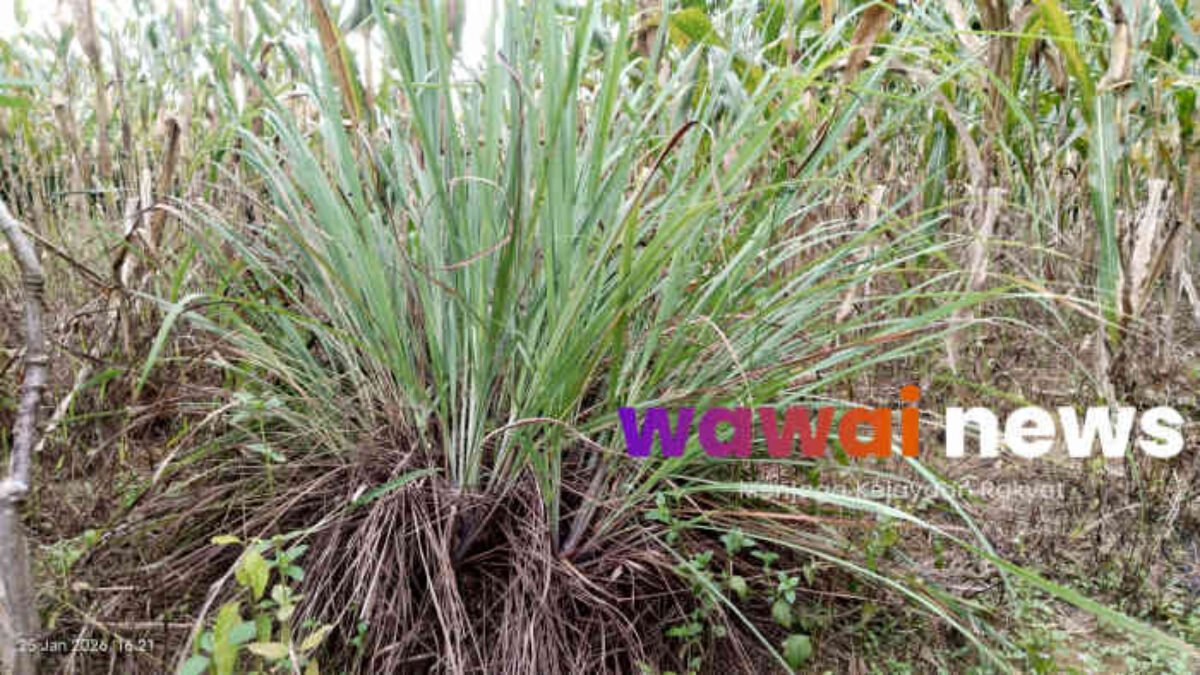 Serai, Tanaman Dapur dengan Segudang Manfaat bagi Kesehatan