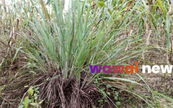 Serai, Tanaman Dapur dengan Segudang Manfaat bagi Kesehatan