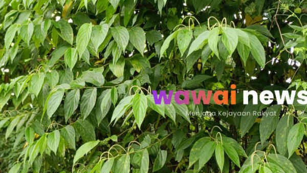 Sirih Hutan, Tanaman Liar Kaya Khasiat yang Kerap Terabaikan