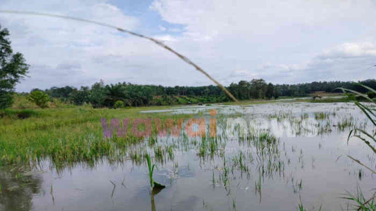 Sawah di Sekampung Udik Tenggelam Lagi! Panen Gagal Siapa Bertanggung Jawab?