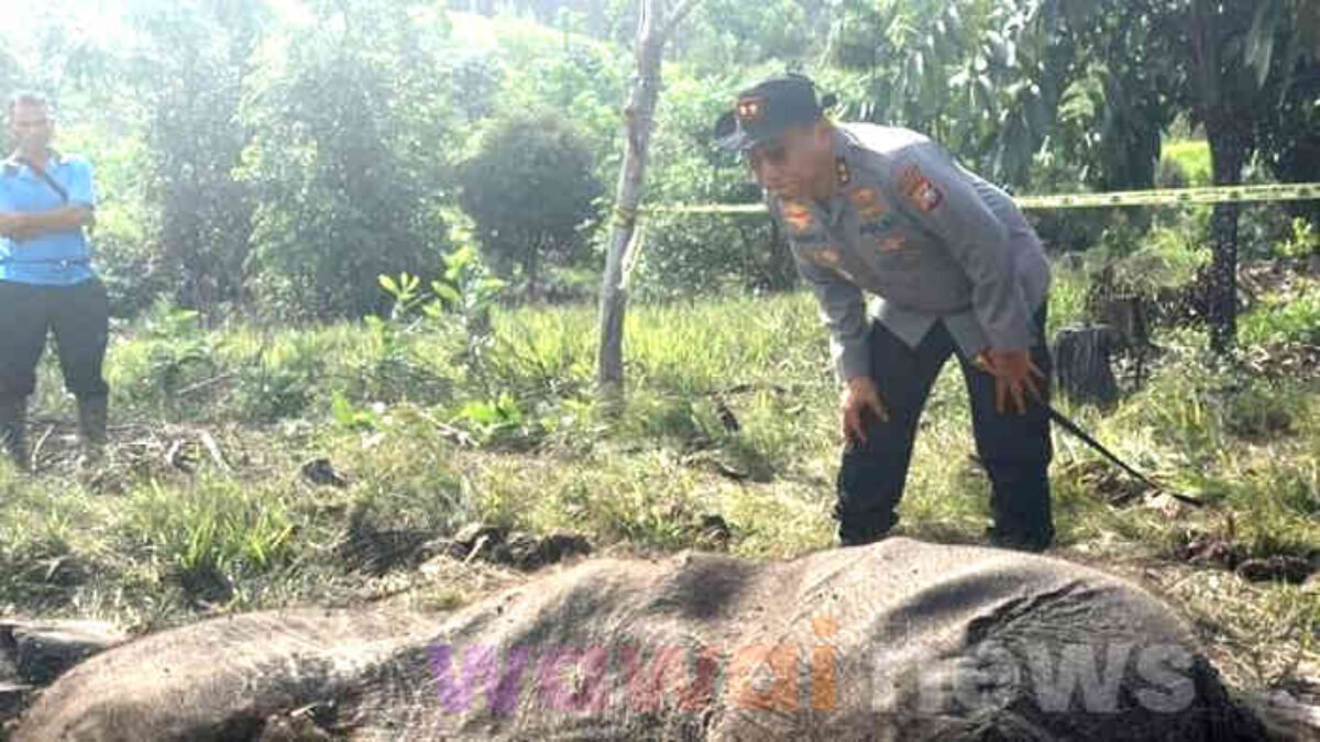 Anak Gajah Sumatera Tewas Terjerat di Tesso Nilo, Polda Riau Siapkan “Operasi Sapu Jerat”