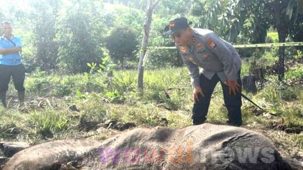 Anak Gajah Sumatera Tewas Terjerat di Tesso Nilo, Polda Riau Siapkan “Operasi Sapu Jerat”