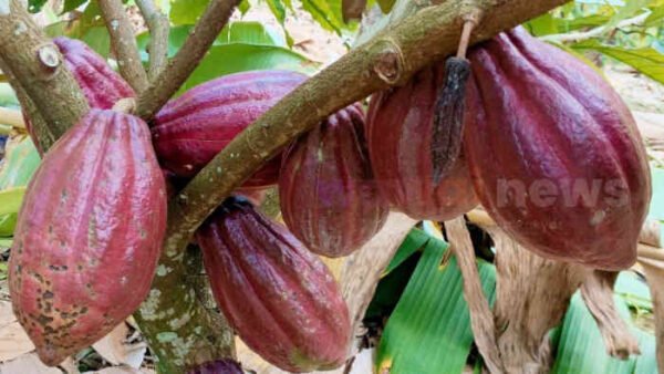 Harga Kakao Anjlok! Petani Aceh, Lampung hingga Lebak Menjerit, Pasar Global Berbalik Arah