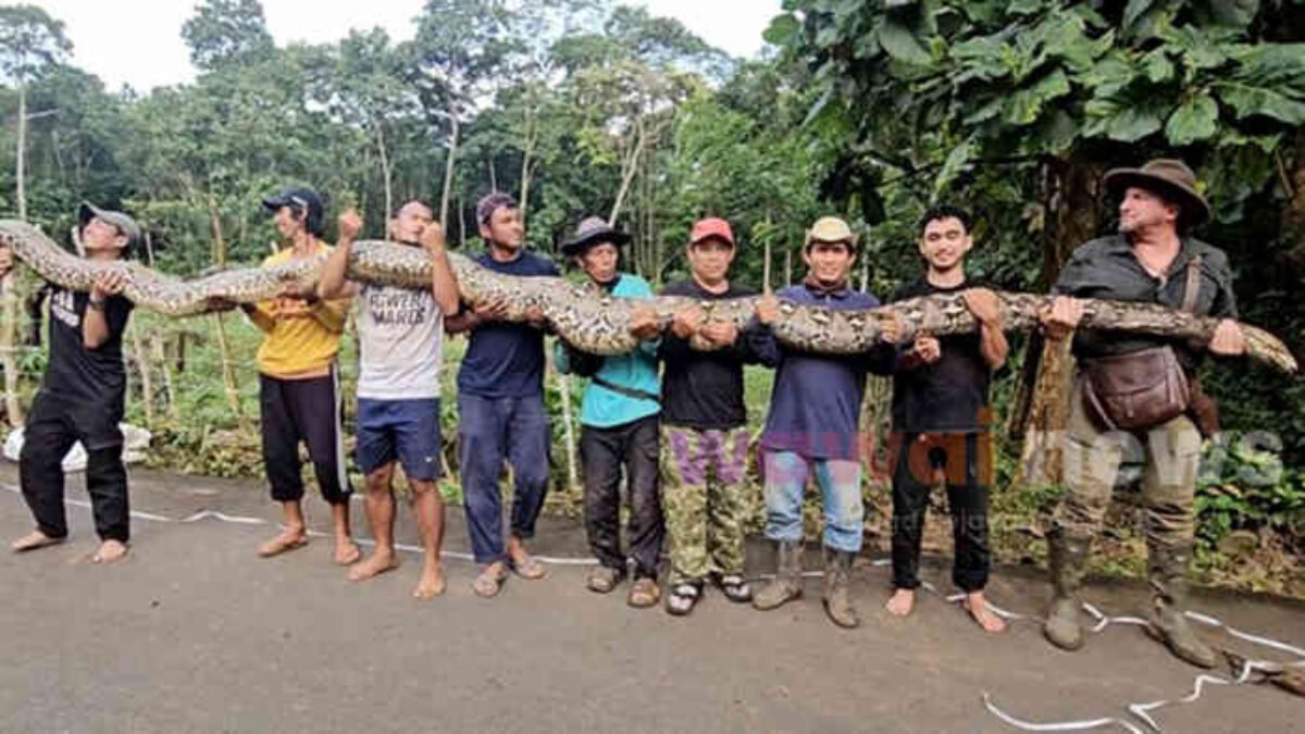 Ibu Baron Pecahkan Rekor Dunia: Sanca Maros Nyaris Sepanjang Gawang FIFA