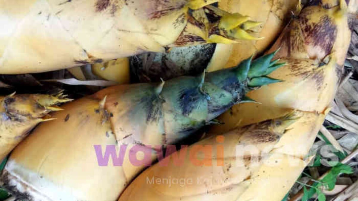 Manfaat Rebung untuk Kesehatan: Sayur Sederhana dengan Khasiat Luar Biasa