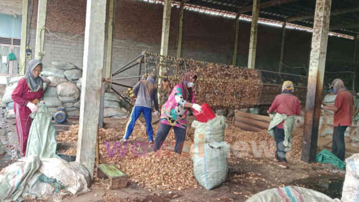 Dari Desa ke Dunia: PT NSS Lampung Timur Ubah Sabut Kelapa Jadi Komoditas Ekspor