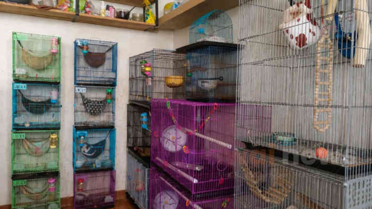 Cuan dari “Anabul Menginap”! Pet Hotel di Rawalumbu Bekasi Kebanjiran Order Saat Liburan