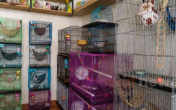 Cuan dari “Anabul Menginap”! Pet Hotel di Rawalumbu Bekasi Kebanjiran Order Saat Liburan