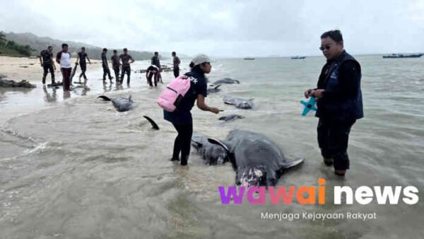 Puluhan Paus Pilot Terdampar di Rote Ndao, 34 Berhasil Diselamatkan