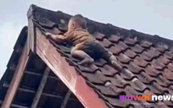“Viral Balita ‘Panjat Level Dewa’ di Atap Rumah Lombok: 1 Jam di Ujung Genteng, Evakuasi Bikin Deg-degan!”