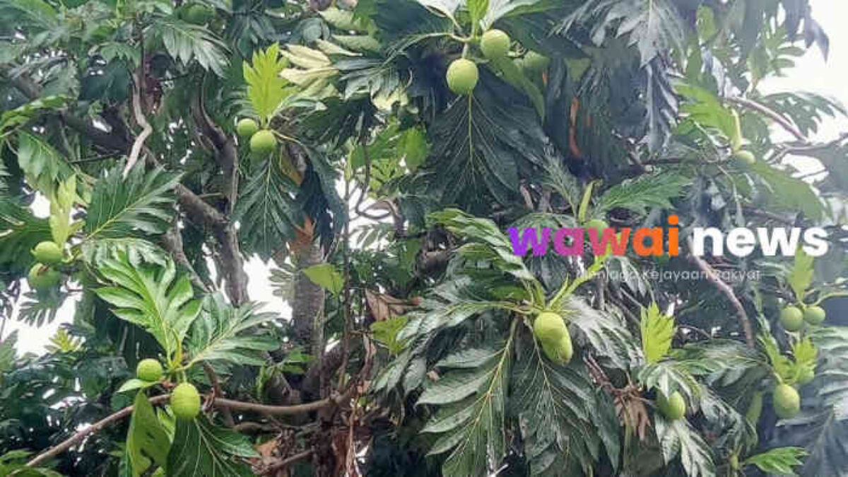 “Diburu Dunia! Sukun dari Nusantara Disebut ‘Senjata Rahasia’ Hadapi Kiamat Pangan”