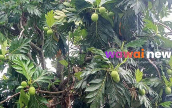 “Diburu Dunia! Sukun dari Nusantara Disebut ‘Senjata Rahasia’ Hadapi Kiamat Pangan”