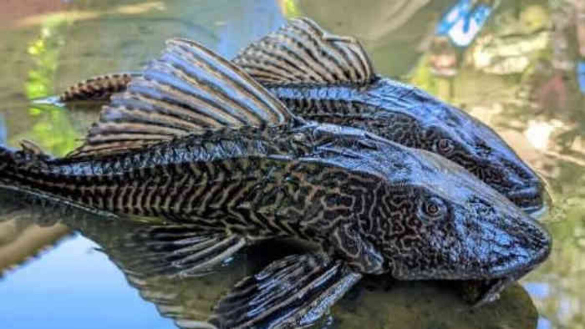 “Dari Ciliwung ke Cideng: Perburuan Ikan Sapu-Sapu Kian Masif di Jakarta”