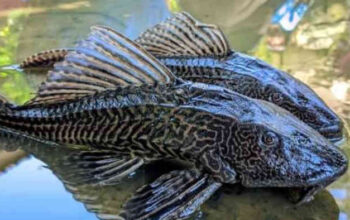 “Dari Ciliwung ke Cideng: Perburuan Ikan Sapu-Sapu Kian Masif di Jakarta”