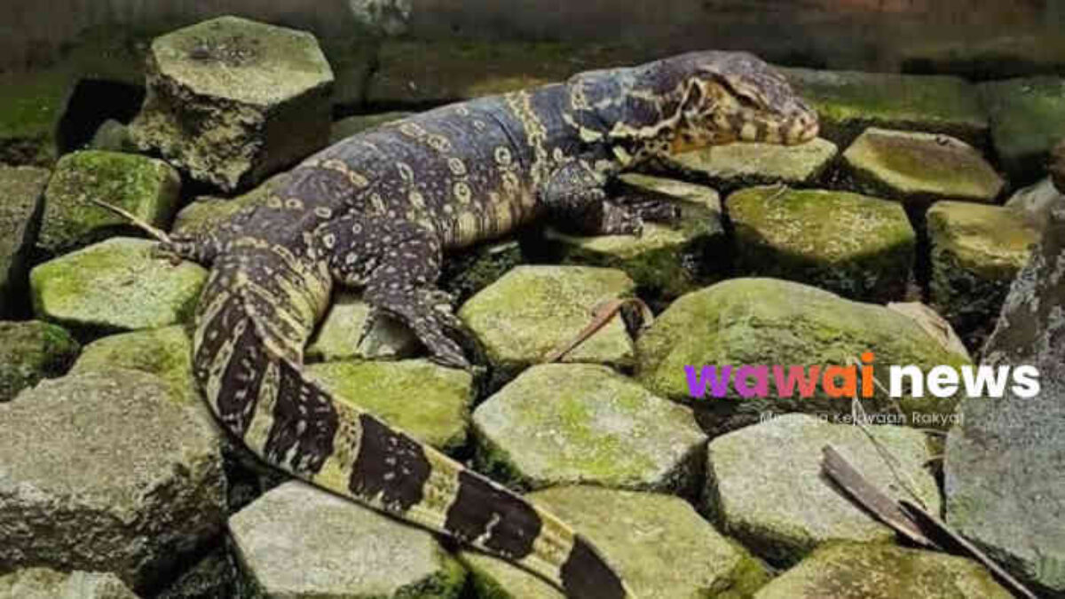 Biawak: Obat Tradisional atau Mitos Turun-Temurun? Ini Fakta Kesehatan & Peran Pentingnya di Alam!