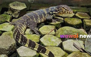 Biawak: Obat Tradisional atau Mitos Turun-Temurun? Ini Fakta Kesehatan & Peran Pentingnya di Alam!