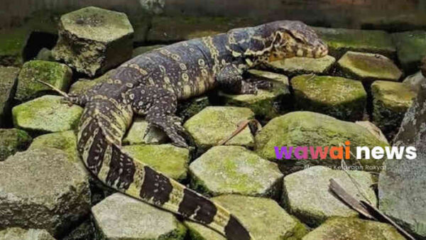 Biawak: Obat Tradisional atau Mitos Turun-Temurun? Ini Fakta Kesehatan & Peran Pentingnya di Alam!