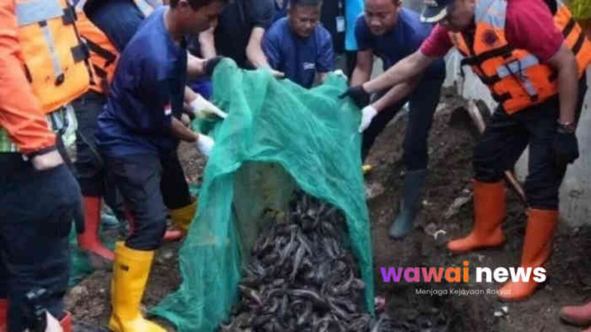 MUI Tegur Cara Pemusnahan Ikan Sapu-Sapu di Jakarta: Jaga Lingkungan Penting, Tapi Jangan Hilang Belas Kasih