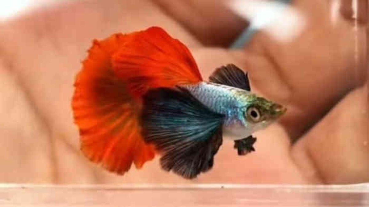 Ancaman Ikan Invasif di Indonesia Makin Meluas, BRIN: Sapu-Sapu hingga Ikan Cere Tak Terkendali